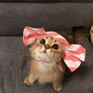 Meet your Posher, Rylie